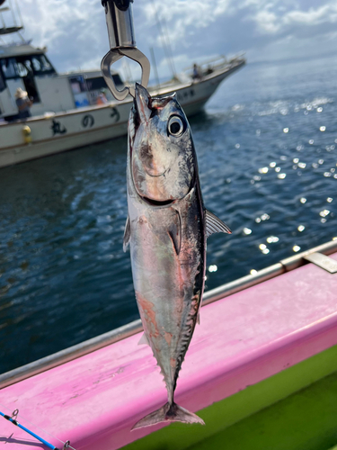 ソウダガツオの釣果