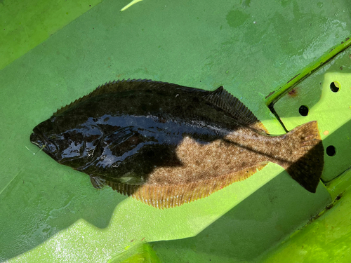 ヒラメの釣果