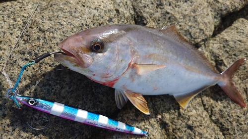 ショゴの釣果