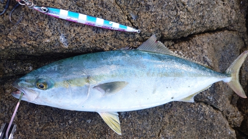 イナダの釣果