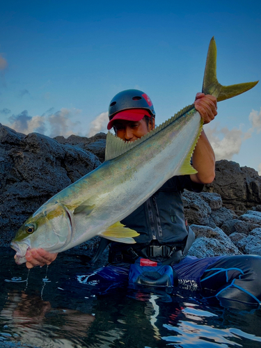 ヒラマサの釣果