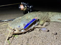 ナマズの釣果