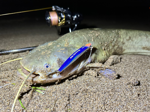 ナマズの釣果