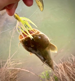 ナマズの釣果