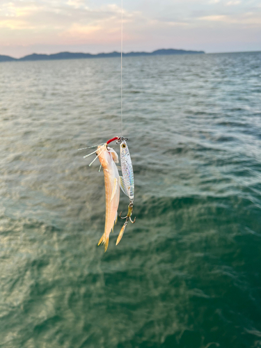 エソの釣果