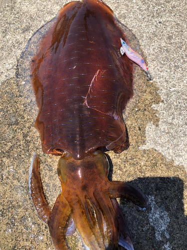 アオリイカの釣果