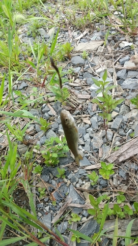 ウグイの釣果