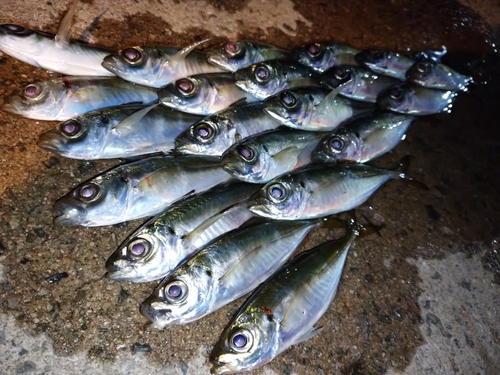 アジの釣果