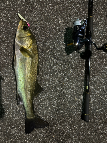 シーバスの釣果