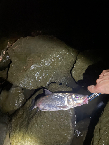 コイの釣果