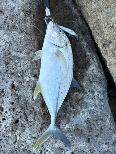 オニヒラアジの釣果