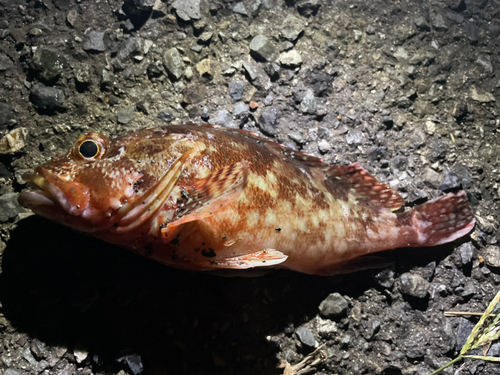 カサゴの釣果