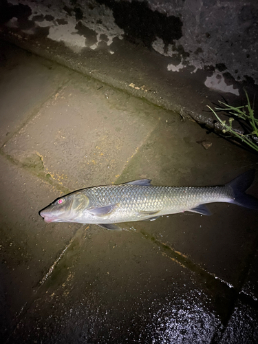 ニゴイの釣果