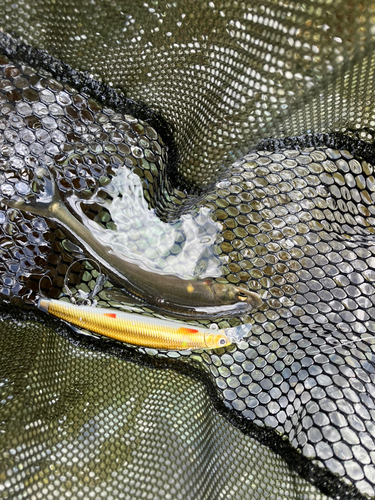 アユの釣果