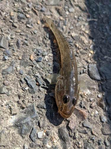 マハゼの釣果