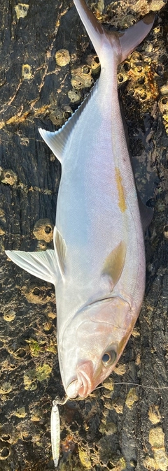 カンパチの釣果