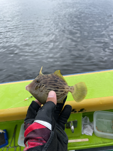 カワハギの釣果