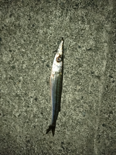 カマスの釣果