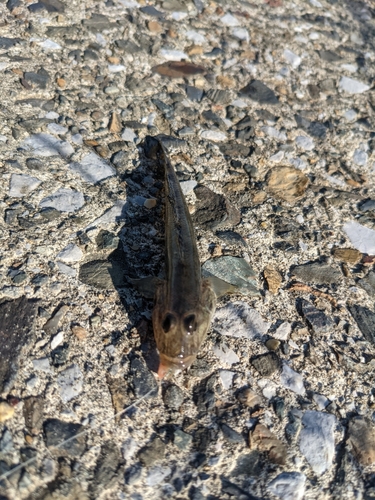 マハゼの釣果