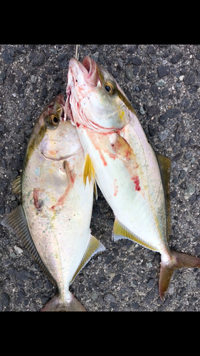 ショゴの釣果