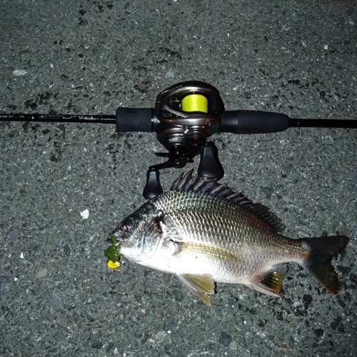 クロダイの釣果