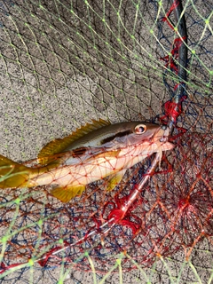 ヨコスジフエダイの釣果