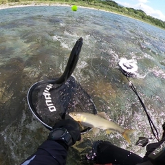 アユの釣果