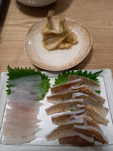 マハゼの釣果