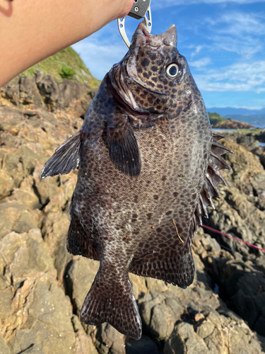 イシガキダイの釣果