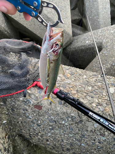 サバの釣果