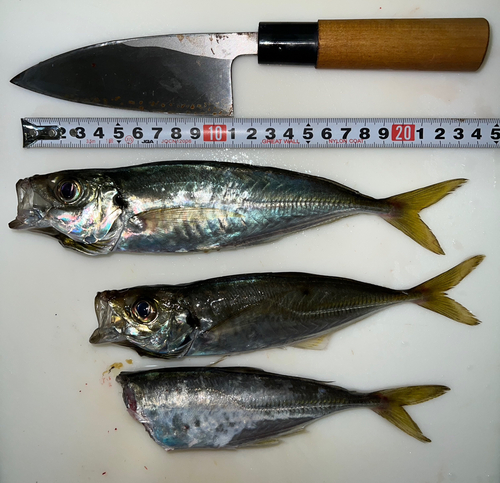 アジの釣果