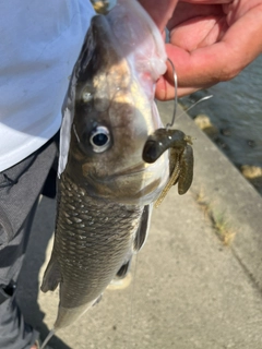 ニゴイの釣果