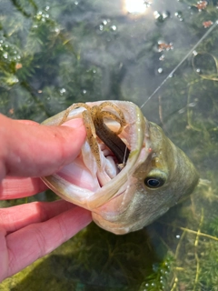 ブラックバスの釣果