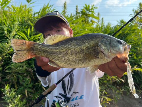 ブラックバスの釣果