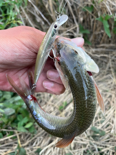 ハスの釣果