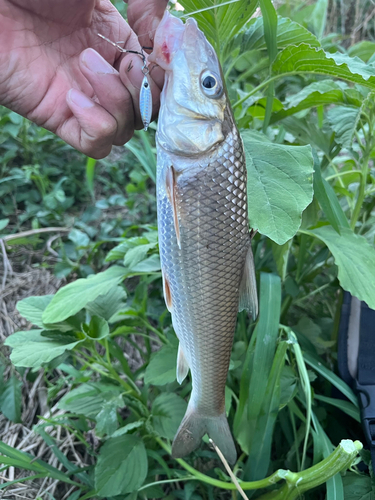 ニゴイの釣果