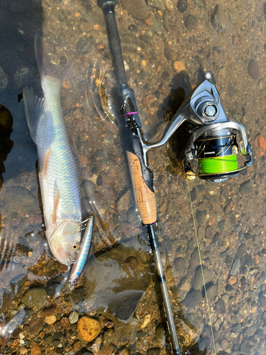 ハスの釣果