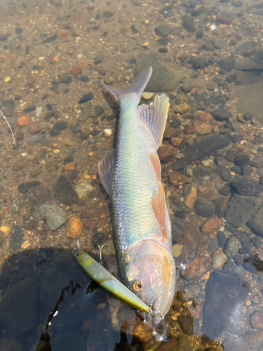 ハスの釣果