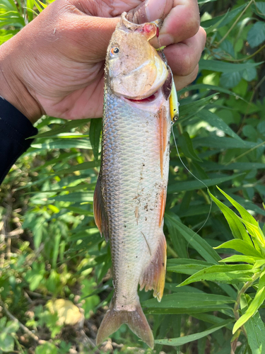 ハスの釣果