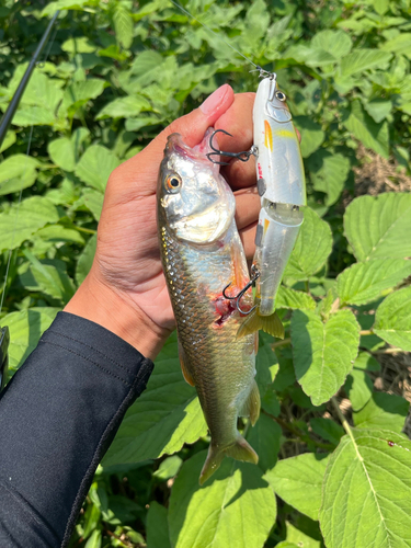 ハスの釣果