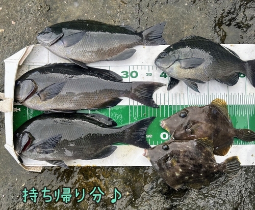 クチブトグレの釣果