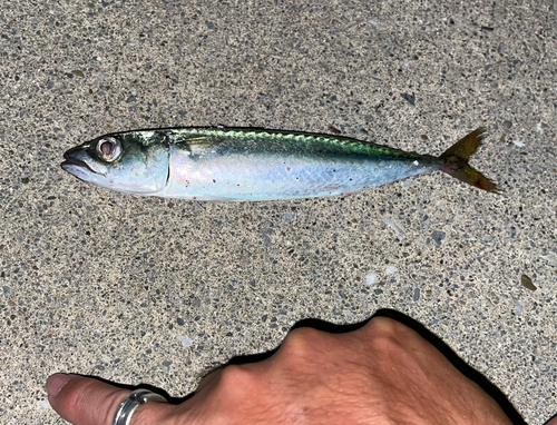 サバの釣果