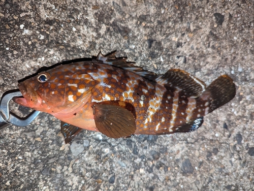 アコウの釣果