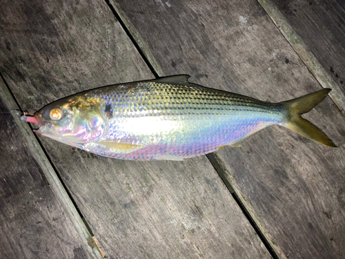 コノシロの釣果