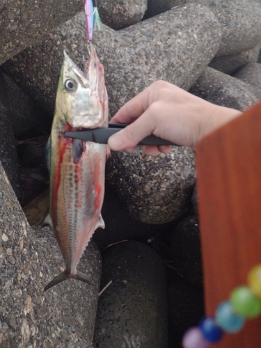 サゴシの釣果