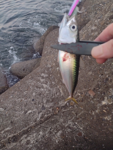 サバの釣果