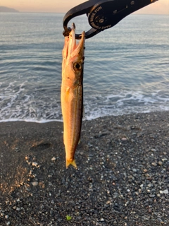 カマスの釣果