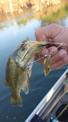 ラージマウスバスの釣果