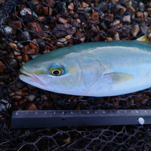 ツバイソの釣果