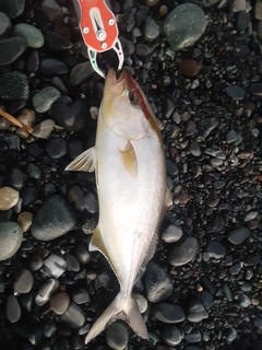 ショゴの釣果